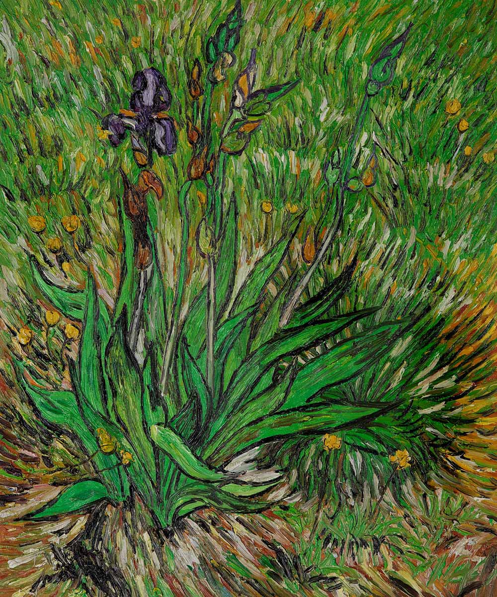 The Iris by Vincent Van Gogh - Click Image to Close